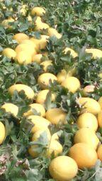 Melon amarillo Cheste tratado con productos biotecnologicos