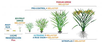 Los productos biotecnologícos de EDYPRO para el cultivo de arroz