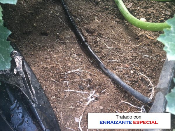 ENRAIZANTE ESPECIAL - Imagen 2