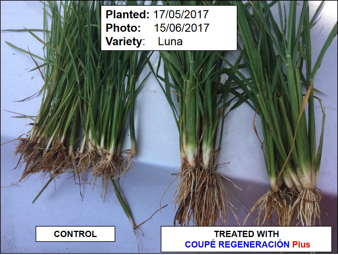 Magnificent results of LUNA CL rice in Portugal! - EDYPRO