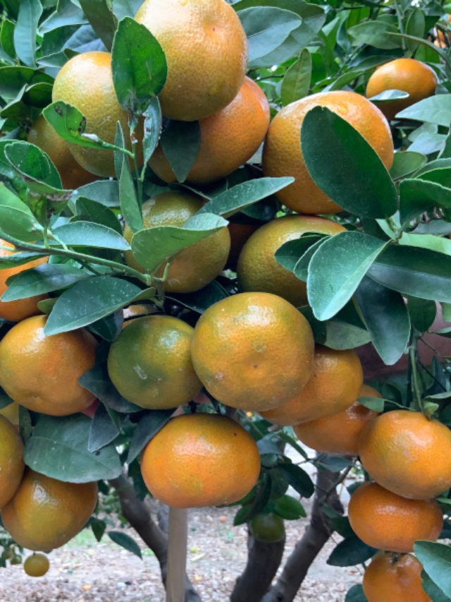 Beneficios de las mandarinas y naranjas