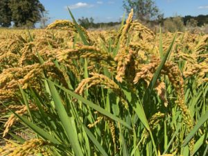edyfruit arroz cultivo arrozal biotecnología