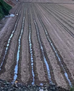 edypro humectante campo cultivo espinacas