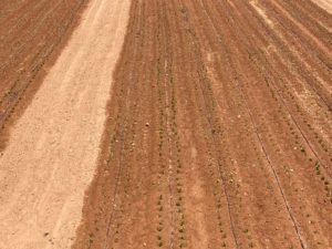 edypro humectante campo cultivo espinacas