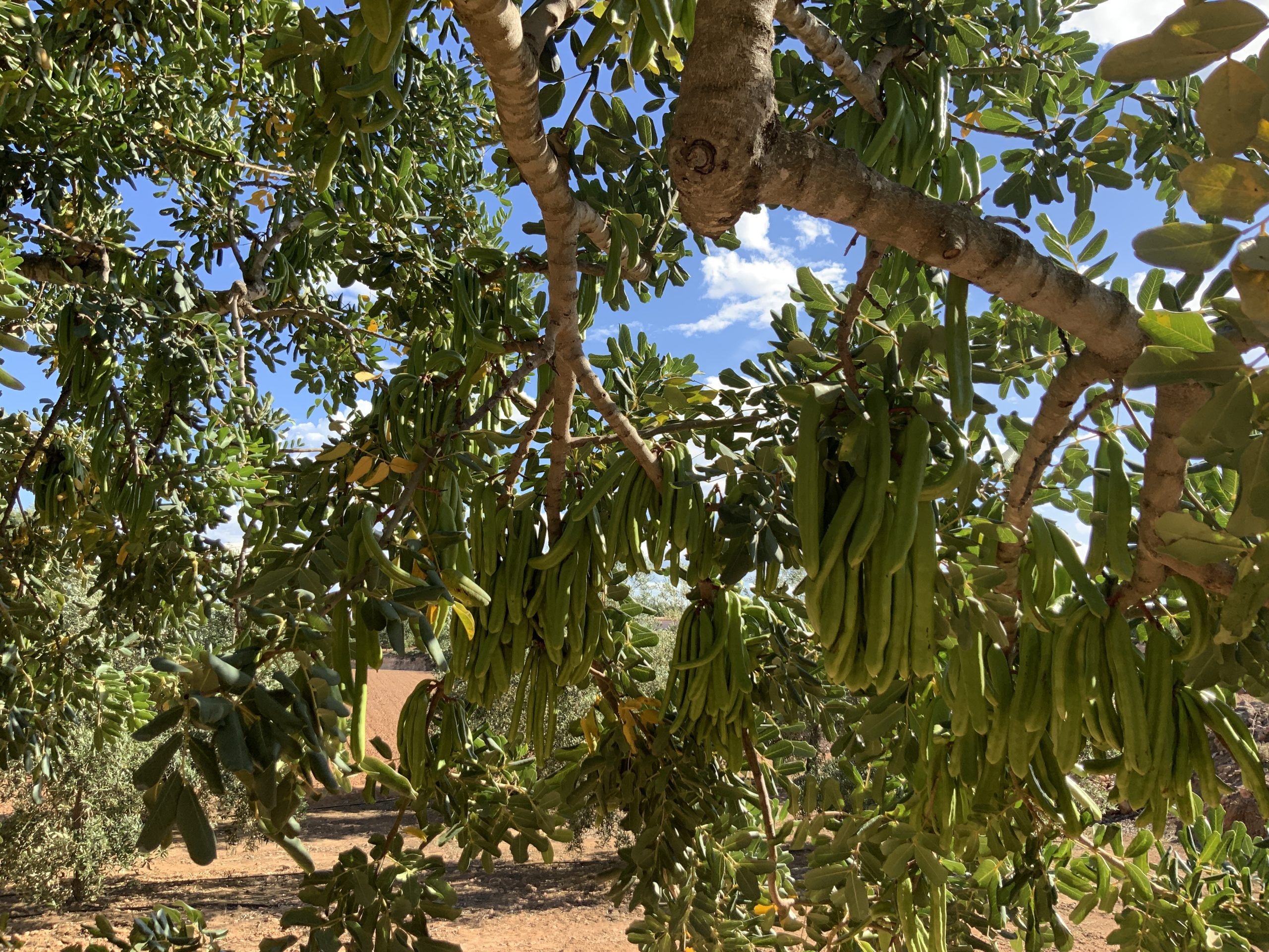 Poda del Algarrobo Éxito para la Poda del Algarrobo EDYPRO