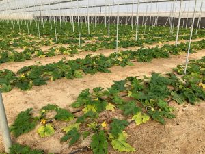 Resultado INMUNE en calabacín afectado por virus de amarilleo