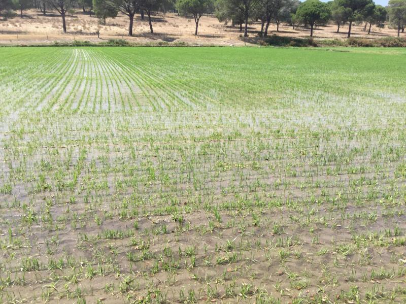 Magnificent results of LUNA CL rice in Portugal! - EDYPRO